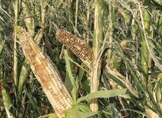 Pimpel en pers geslaan deur Moeder Natuur