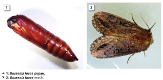 Does our INSECT RESISTANT management strategy still work?