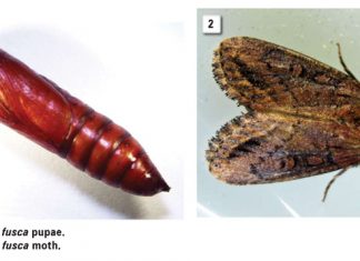Does our INSECT RESISTANT management strategy still work?