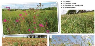 Effective weed strategies in sorghum
