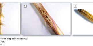 ‘n Kykie na insekplae op MIELIESAAILINGE