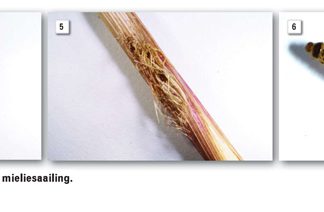 ‘n Kykie na insekplae op MIELIESAAILINGE