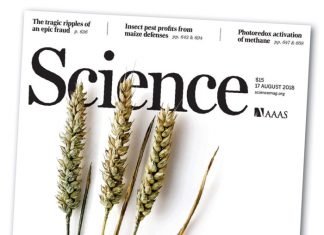 Genoomvolgordebepaling van broodkoring uiteindelik afgehandel – maar wat beteken dit vir ons?