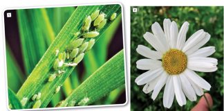 Towards more sustainable control of the Russian wheat aphid
