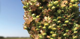 Trial results – these cultivars can adapt