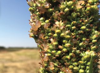 Trial results – these cultivars can adapt