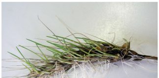 Preharvest sprouting research – 20 years later