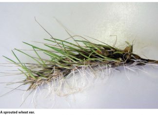 Preharvest sprouting research – 20 years later