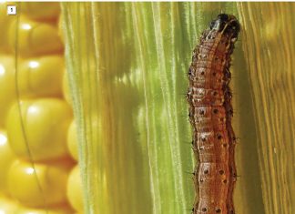 Is herfskommandowurm ‘n gevaar vir Wes-Kaapse koringproduksie?
