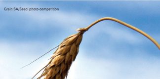 Wheat: Breeding the future Part 2: Perhaps it is in the seed?
