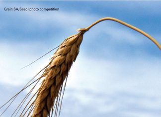 Wheat: Breeding the future Part 2: Perhaps it is in the seed?