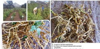IMPACT of weeds and nematodes on crop production