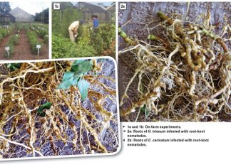 IMPACT of weeds and nematodes on crop production