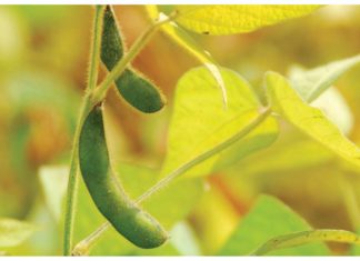 Groot deurbraak vir sojaboonbedryf: Só werk die heffing