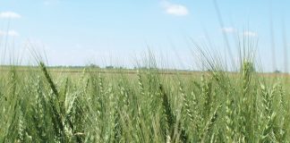 Local and imported wheat quality reviewed