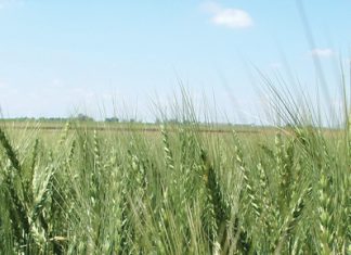 Local and imported wheat quality reviewed