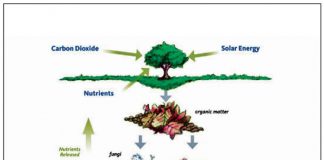The WHO’S WHO of soil health