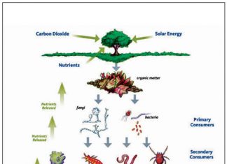 The WHO’S WHO of soil health