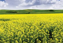 Bemesting van dekgewasse – ’n holistiese benadering