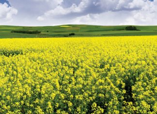 Bemesting van dekgewasse – ’n holistiese benadering