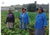 CONSERVATION AGRICULTURE in smallholder farming systems Case Study from Swayimane, Kwazulu-Natal Midlands