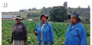 CONSERVATION AGRICULTURE in smallholder farming systems Case Study from Swayimane, Kwazulu-Natal Midlands