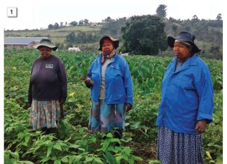 CONSERVATION AGRICULTURE in smallholder farming systems Case Study from Swayimane, Kwazulu-Natal Midlands