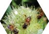 Protecting our pollinators