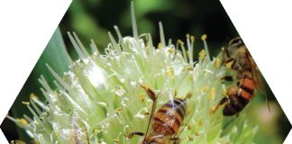 Protecting our pollinators