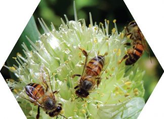 Protecting our pollinators