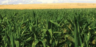 GRAANTRUSTS ondersteun volhoubaarheid Deel 1: Mielietrust