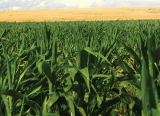 GRAANTRUSTS ondersteun volhoubaarheid Deel 1: Mielietrust