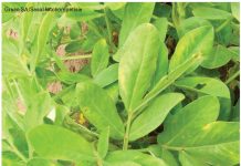 Kultivarevaluasies: Hoe presteer geregistreerde kultivars?