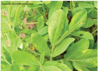 Kultivarevaluasies: Hoe presteer geregistreerde kultivars?