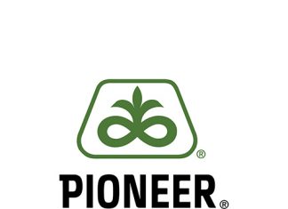 Mieliekuilvoer – meer navorsing, beter produkbesluite