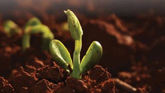 Kunsmiskwaliteit weer getoets: Só lyk resultate