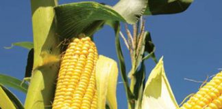 BASF-swamdoders pasgemaakte oplossings vir jou unieke behoeftes