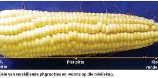 Saadgrootte, kieming en groeikragtigheid van mielies bekyk
