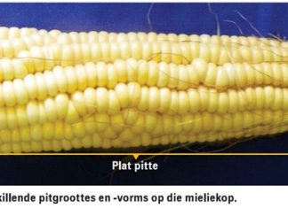 Saadgrootte, kieming en groeikragtigheid van mielies bekyk