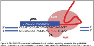Targeted breeding technologies – the way of the future