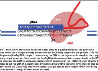 Targeted breeding technologies – the way of the future