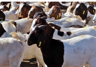 Dieresiektes wat die mens aantas Deel 3: Soönotiese listeriose of momonukleose