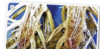 A closer look at Gibberella root, crown and stalk rots