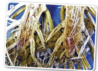 A closer look at Gibberella root, crown and stalk rots