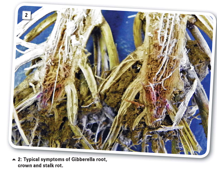 A closer look at Gibberella root, crown and stalk rots