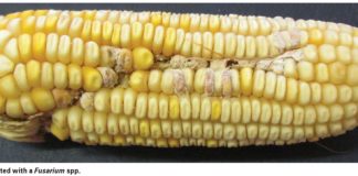 Emerging mycotoxins – should we be concerned?