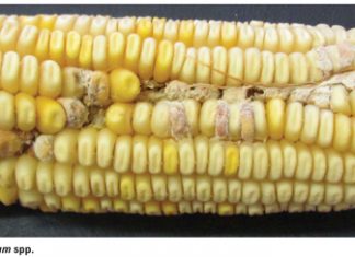 Emerging mycotoxins – should we be concerned?