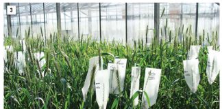 Improved germplasm can lead to a brighter farm future
