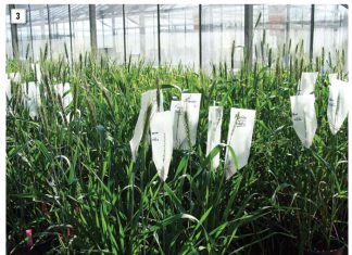 Improved germplasm can lead to a brighter farm future