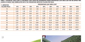 Leaf miner on wheat: What should be done?